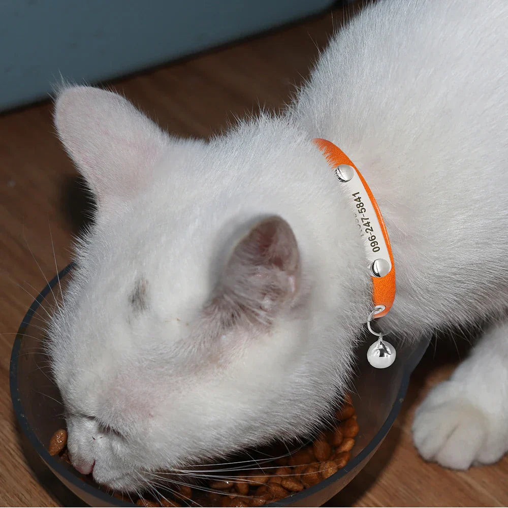 White cat wearing an orange leather collar with personalized engraved nameplate and small bell, eating from a bowl.