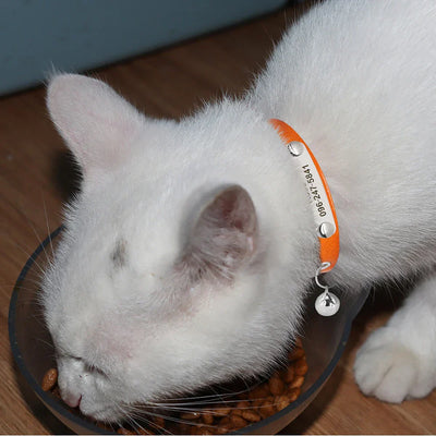 White cat wearing an orange leather collar with personalized engraved nameplate and small bell, eating from a bowl.