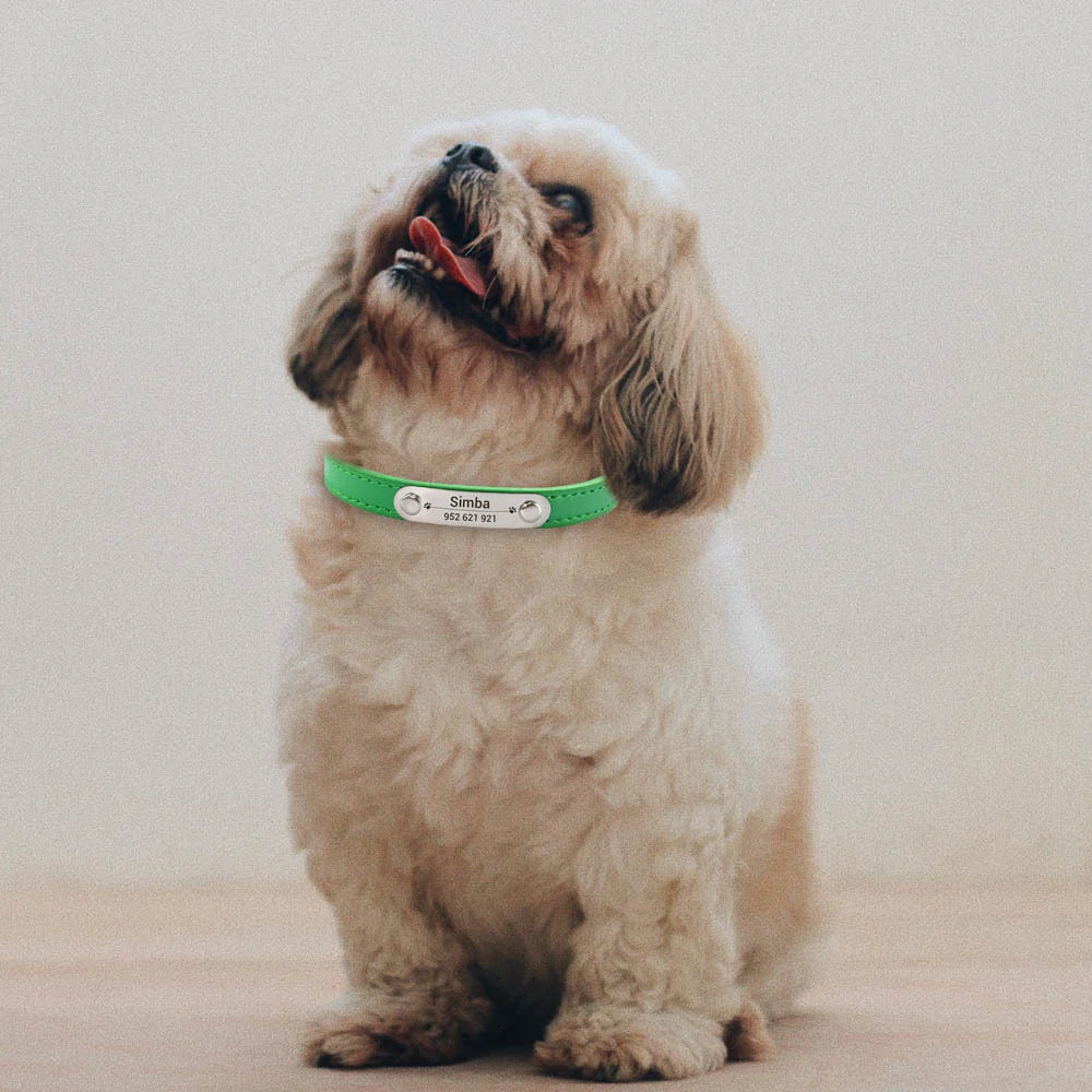 Personalisiertes Anti-Lost Halsband (Namen & Telefonnummer)