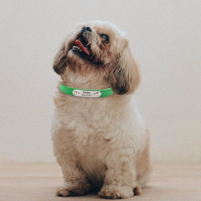 Personalisiertes Anti-Lost Halsband (Namen & Telefonnummer)